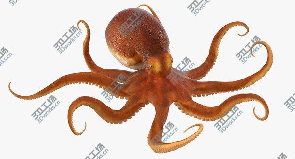 images/goods_img/20210312/Common Octopus Rigged for Cinema 4D/5.jpg